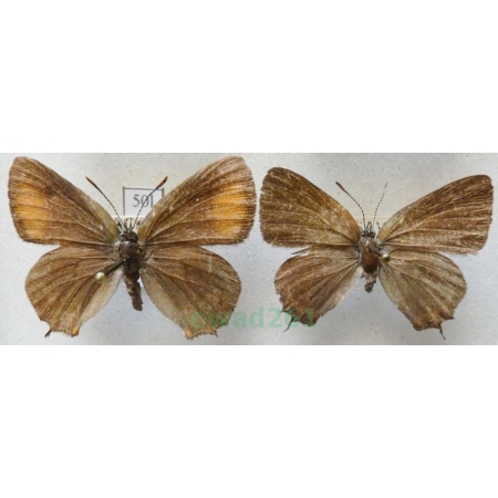 Satyrium ilicis (Esper, 1779) pair Ogończyk ostrokrzewowiec Czech50l